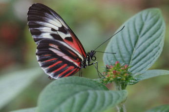 Картинка животные бабочки листики травинка крылья макро бабочка bob decker усики