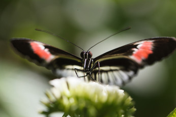 Картинка животные бабочки усики крылья bob decker макро бабочка