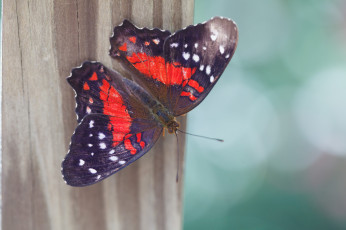Картинка животные бабочки усики крылья макро бабочка bob decker