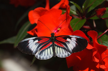 Картинка животные бабочки усики крылья макро бабочка bob decker