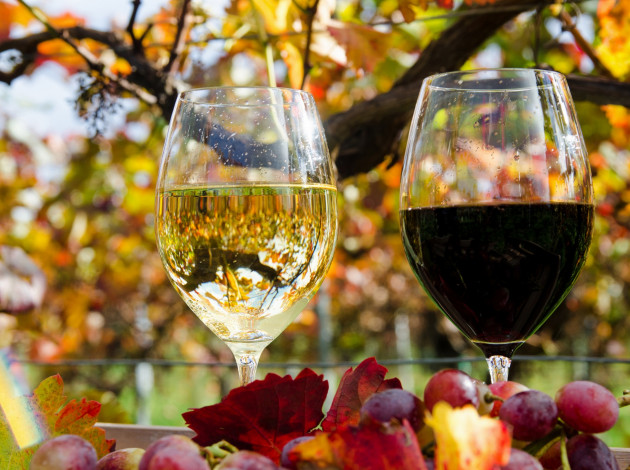Обои картинки фото еда, напитки,  вино, вино, бокал, виноград, виноградники