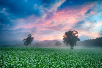 обоя природа, поля, туман, утро, поле, небо, деревья