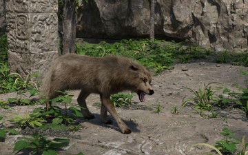 Картинка 3д+графика животные+ animals волк фон