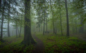 Картинка природа лес пейзаж туман деревья парк