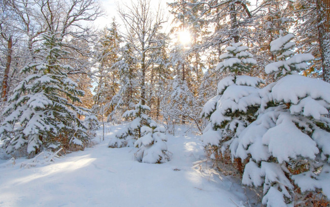 Обои картинки фото природа, зима, лес, елка, ель, снег, деревья