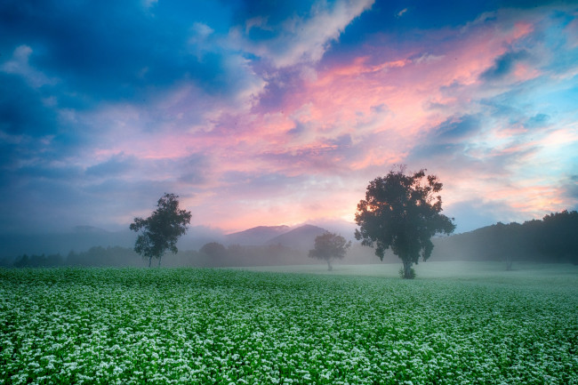 Обои картинки фото природа, поля, туман, утро, поле, небо, деревья