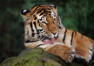 Картинка животные тигры тигр животное умывается кот