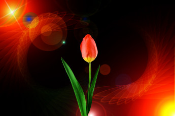 Картинка цветы тюльпаны тюльпан фон