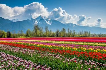 Картинка пейзаж +цветы цветы тюльпаны поле природа