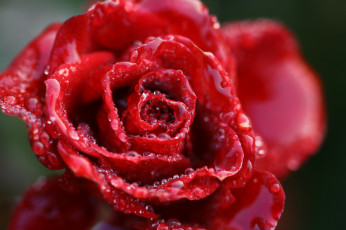 Картинка роза цветы розы природа макро капли цветок роса