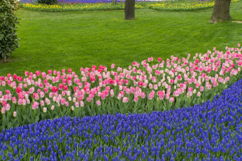 Картинка тюльпаны цветы разные+вместе клумба природа