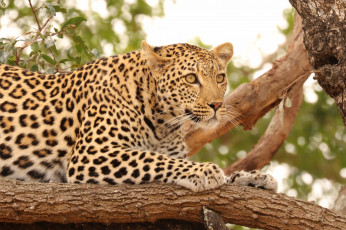 Картинка животные леопарды леопард хищник дерево природа кошка