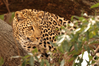 Картинка животные леопарды леопард природа дерево хищник кошка