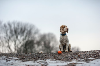 Картинка животные собаки собака мяч друг