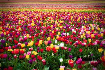 Картинка цветы тюльпаны ряды поле