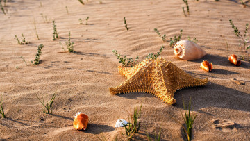 Картинка разное ракушки +кораллы +декоративные+и+spa-камни звезда песок