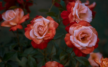 Картинка цветы розы куст