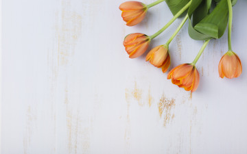 Картинка цветы тюльпаны букет фон оранжевый