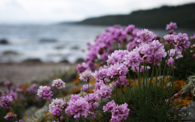 Обои картинки фото цветы, камни, море, берег, розовые, соцветия