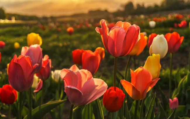 Обои картинки фото цветы, тюльпаны, поляна, бутоны, весна, красные, природа, фон, желтые, тюльпановое, поле, боке