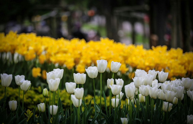Обои картинки фото тюльпаны, цветы, боке, природа