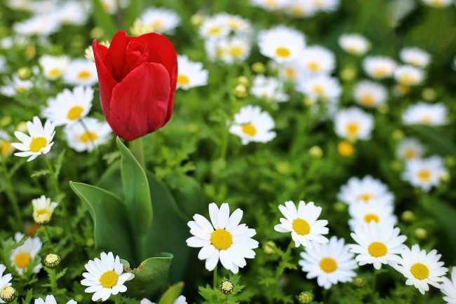 Обои картинки фото тюльпаны, цветы, разные вместе, ромашки, тюльпан, макро
