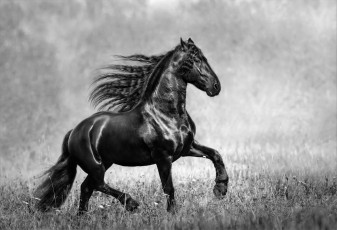 Картинка животные лошади конь фриз