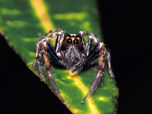 Картинка животные пауки