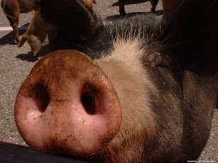 Картинка хрюша животные свиньи кабаны