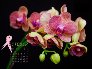 Картинка календари цветы орхидеи