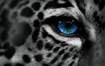 Картинка разное глаза леопард голубые+глаза