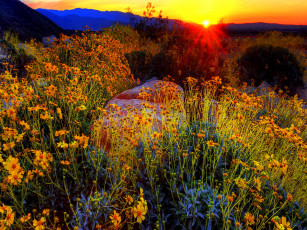 Картинка цветы луговые полевые горы рассвет