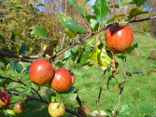 Картинка природа плоды ветка яблоки
