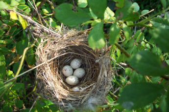 Картинка животные гнезда птиц ветка гнездо