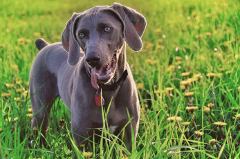 Картинка животные собаки одуванчики трава зелень смотрит weimaraner собака