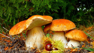 Картинка три боровика природа грибы поляна трава лес