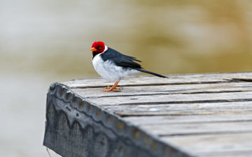 Картинка животные кардиналы птица