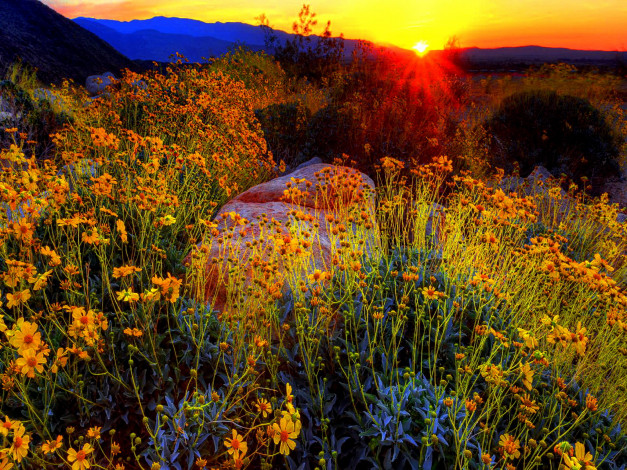 Обои картинки фото цветы, луговые, полевые, горы, рассвет