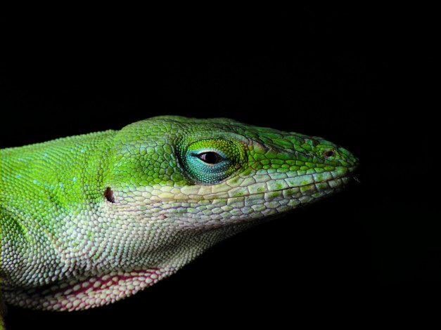 Обои картинки фото lizard, животные, Ящерицы, игуаны, вараны, ящерица, зеленая, голова, глаза