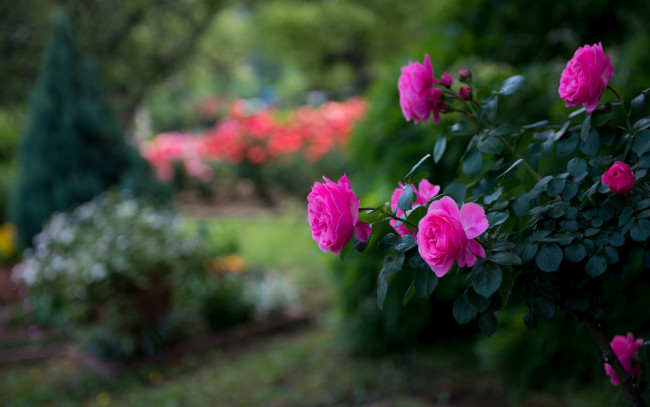 Обои картинки фото цветы, розы, парк, куст