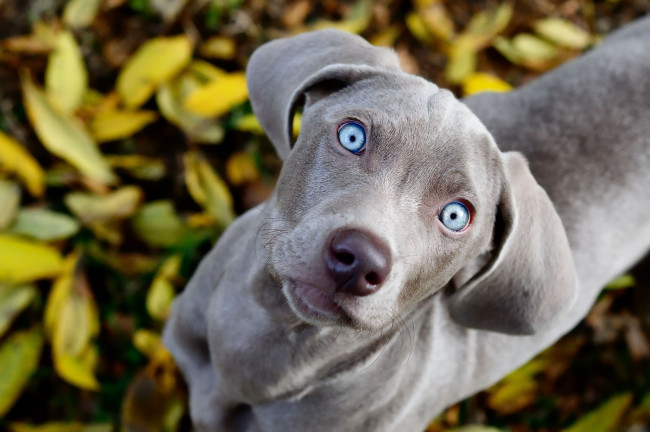 Обои картинки фото животные, собаки, смотрит, взгляд, листва, глаза, голубые