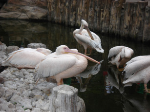 обоя животные, пеликаны, фламинго