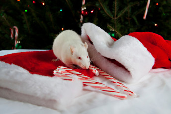 Картинка животные крысы мыши крыса конфеты колпаки