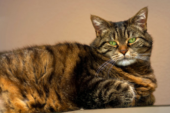 Картинка животные коты зеленые глаза кот полосатый морда усы взгляд