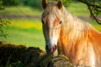 Картинка животные лошади красавица