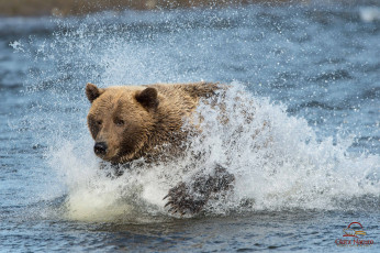 Картинка животные медведи вода