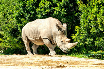 Картинка животные носороги белый носорог лес опушка