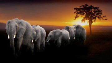Картинка животные слоны саванна солнце дерево