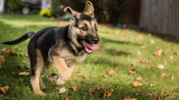 обоя животные, собаки, friend, german, shepherd, dog