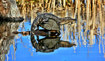 Картинка животные разные вместе водоем черепаха аллигатор